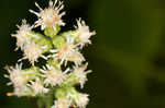 White goldenrod